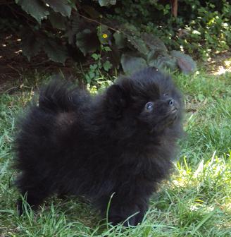 CH. Hayko Des Souffles Sacres