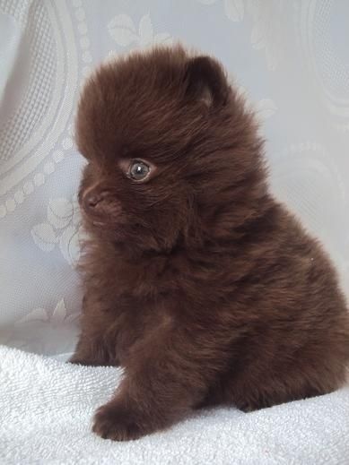 Joyce Des Souffles Sacres