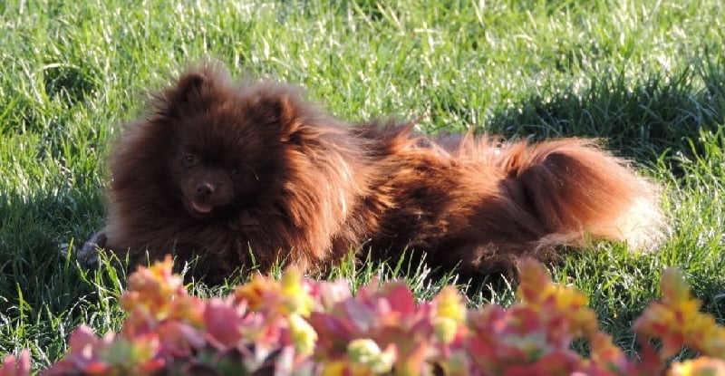 Joyce Des Souffles Sacres