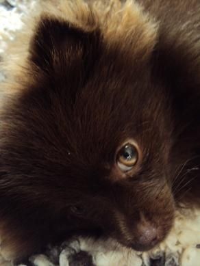 Joyce Des Souffles Sacres