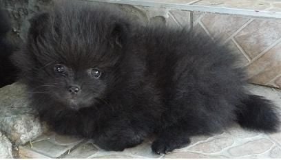 CH. Hayko Des Souffles Sacres