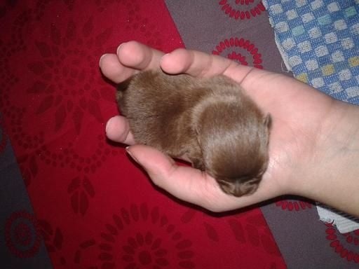 Joyce Des Souffles Sacres