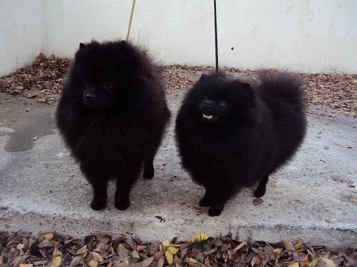 CH. Hayko Des Souffles Sacres