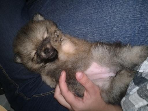 Jaya Des Souffles Sacres