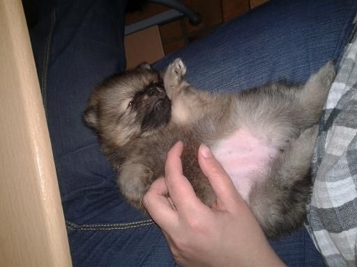 Jaya Des Souffles Sacres