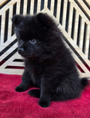 Les chiots de Spitz allemand