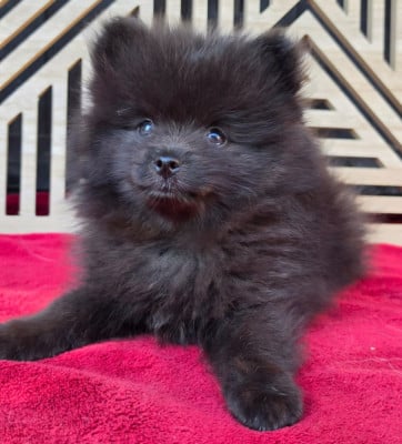 Les chiots de Spitz allemand