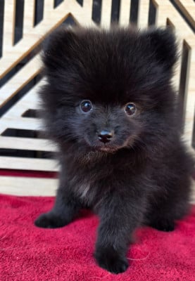 Les chiots de Spitz allemand
