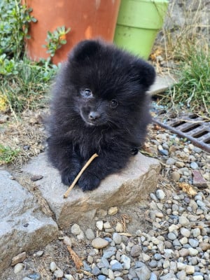 Les chiots de Spitz allemand