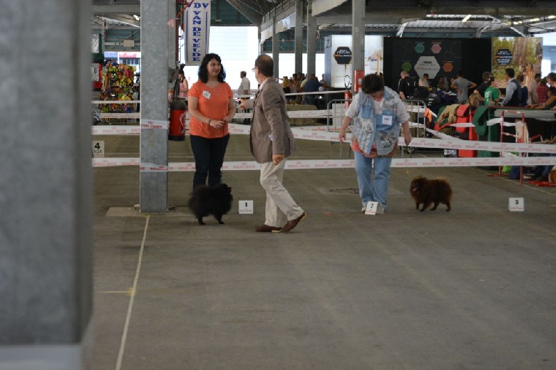 CH. syva's pride Hurrican hike - 1 er excellent CACS et Meilleur de Race valide son titre de champion de france