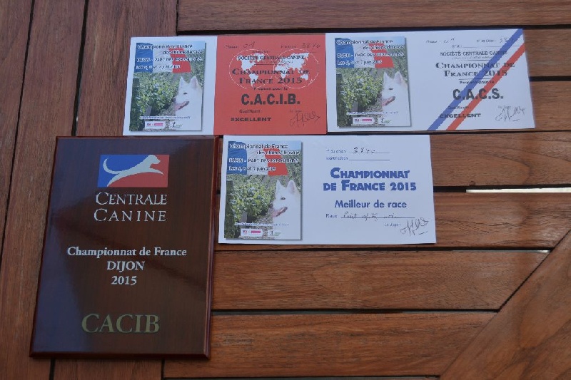 CH. syva's pride Hurrican hike - 1er excellent CACS/CACIB et meilleur de race