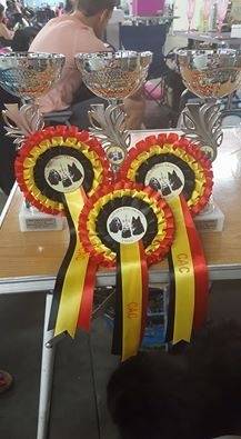 CH. syva's pride Hurrican hike - 1er excellent CACS/CACIB meilleur de race