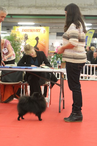 CH. syva's pride Hurrican hike - 1er excellent RCACIB/RCACS