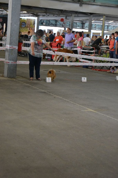 Hope Des Souffles Sacres - 1 excellent CACS et meilleur de race