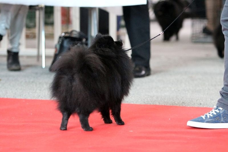 CH. syva's pride Hurrican hike - 1er excellent RCACS en classe intermédiaire et obtient son TAN 10/10