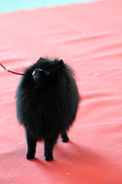 CH. syva's pride Hurrican hike - 1er excellent RCACS/RCACIB