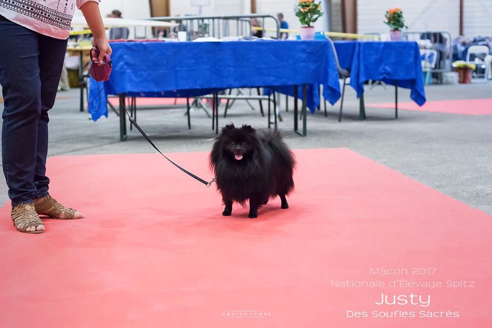 Justy Des Souffles Sacres - 1er excellent CACS/CACIB meilleur de race