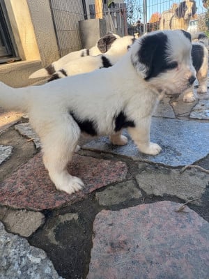 Les chiots de Landseer type continental europeen