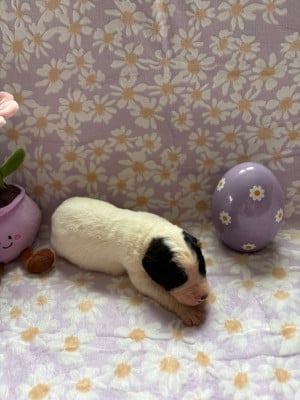 Les chiots de Landseer type continental europeen