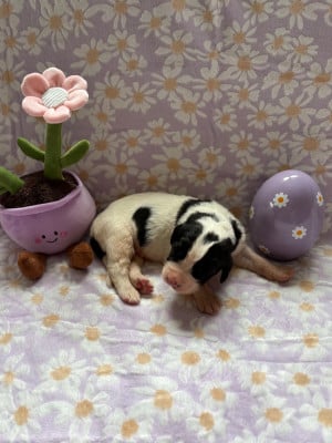 Les chiots de Landseer type continental europeen