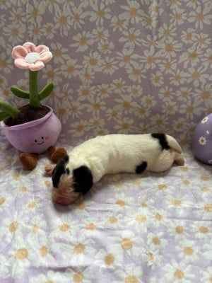 Les chiots de Landseer type continental europeen