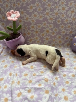 Les chiots de Landseer type continental europeen