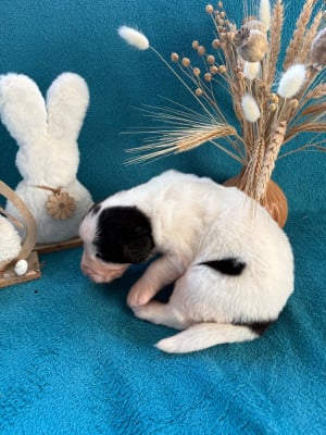 Les chiots de Landseer type continental europeen