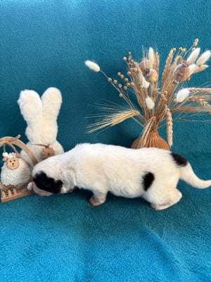 Les chiots de Landseer type continental europeen