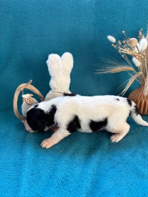 Les chiots de Landseer type continental europeen