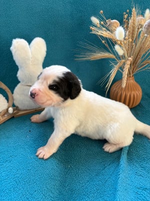 Les chiots de Landseer type continental europeen