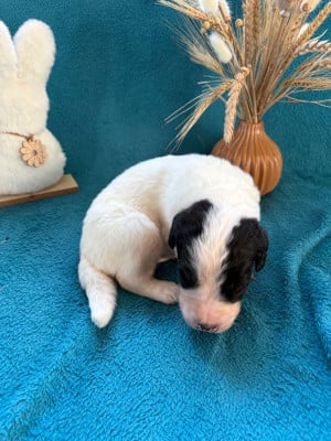 Les chiots de Landseer type continental europeen