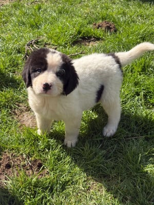 Les chiots de Landseer type continental europeen