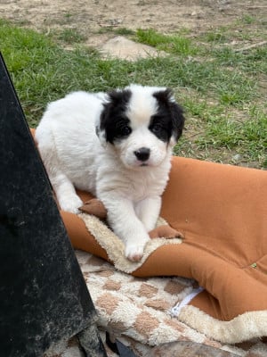 Les chiots de Landseer type continental europeen