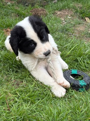 Les chiots de Landseer type continental europeen