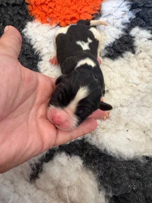 Les chiots de Landseer type continental europeen
