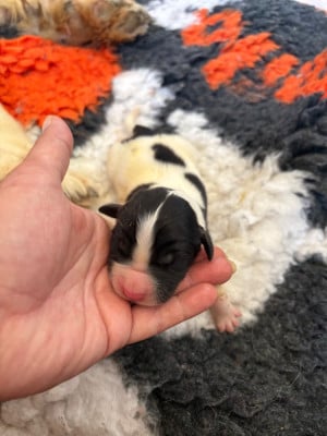 Les chiots de Landseer type continental europeen