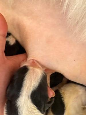 Les chiots de Landseer type continental europeen