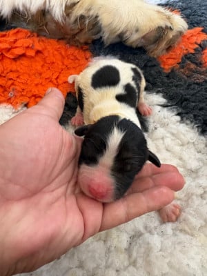 Les chiots de Landseer type continental europeen