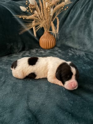 Les chiots de Landseer type continental europeen