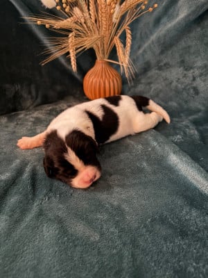 Les chiots de Landseer type continental europeen