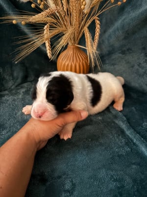 Les chiots de Landseer type continental europeen