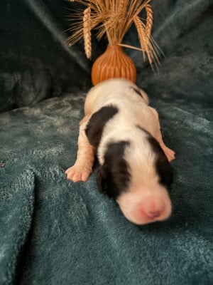 Les chiots de Landseer type continental europeen