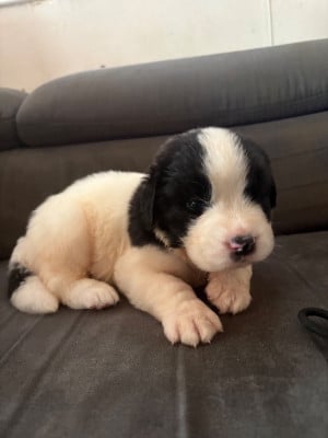 Les chiots de Landseer type continental europeen
