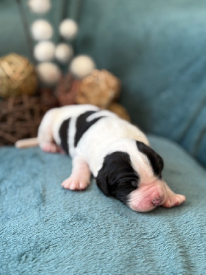 Les chiots de Landseer type continental europeen