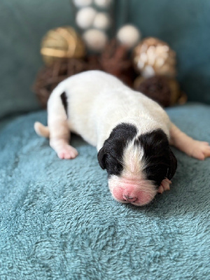Les chiots de Landseer type continental europeen