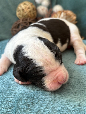 Les chiots de Landseer type continental europeen