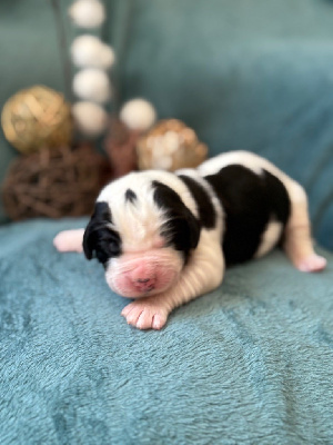 Les chiots de Landseer type continental europeen