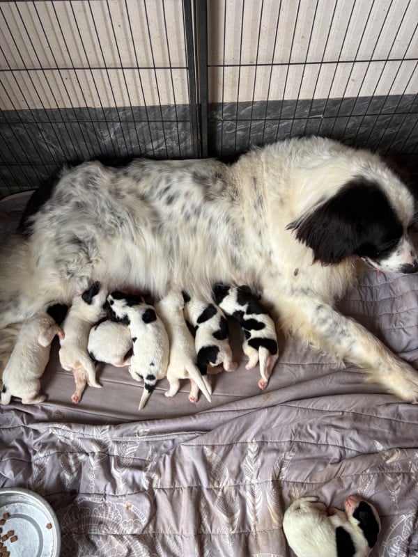 Landseer type continental europeen - Du Domaine Du Boutlande