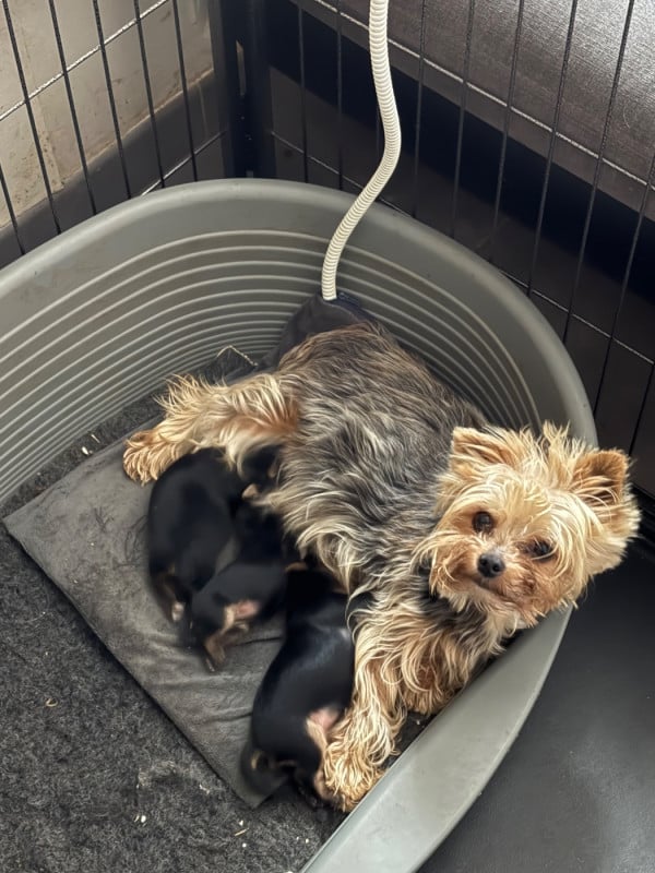 Yorkshire Terrier - Du Domaine Du Boutlande