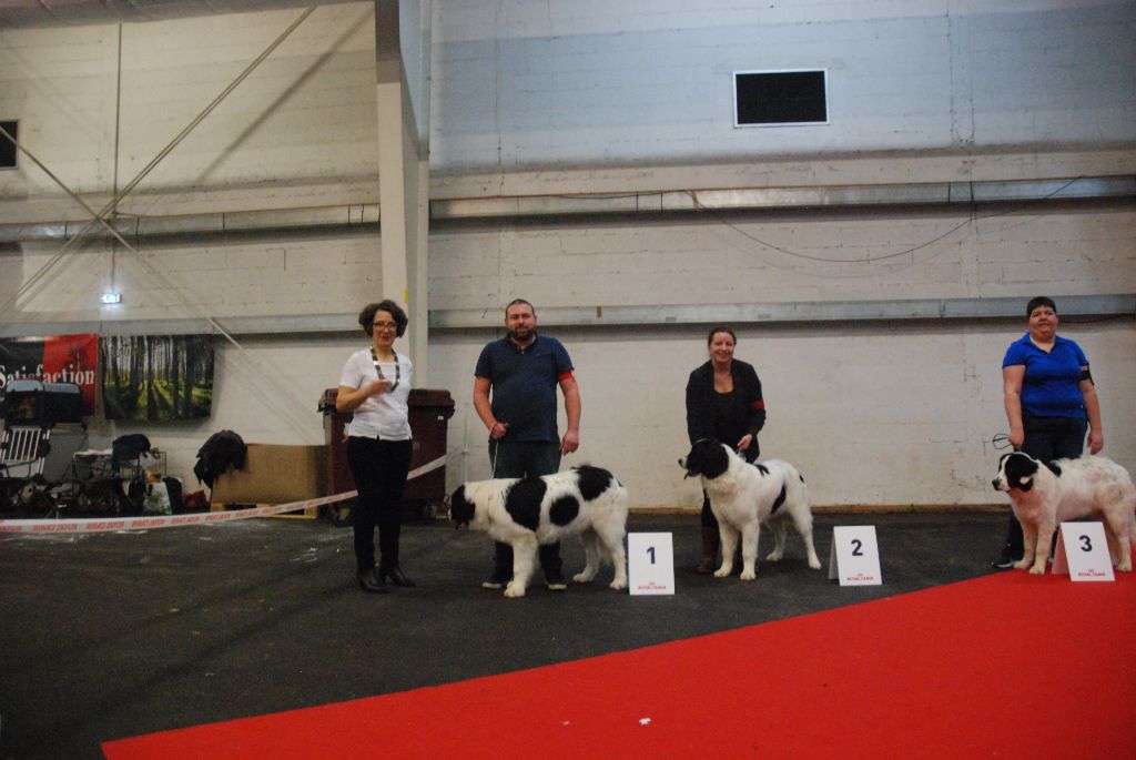 CH. Pin up Du Domaine Du Boutlande - 2eme TRES PROMETTEUR